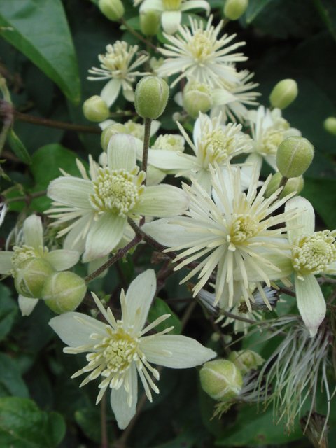 Clematis vitalba fleur